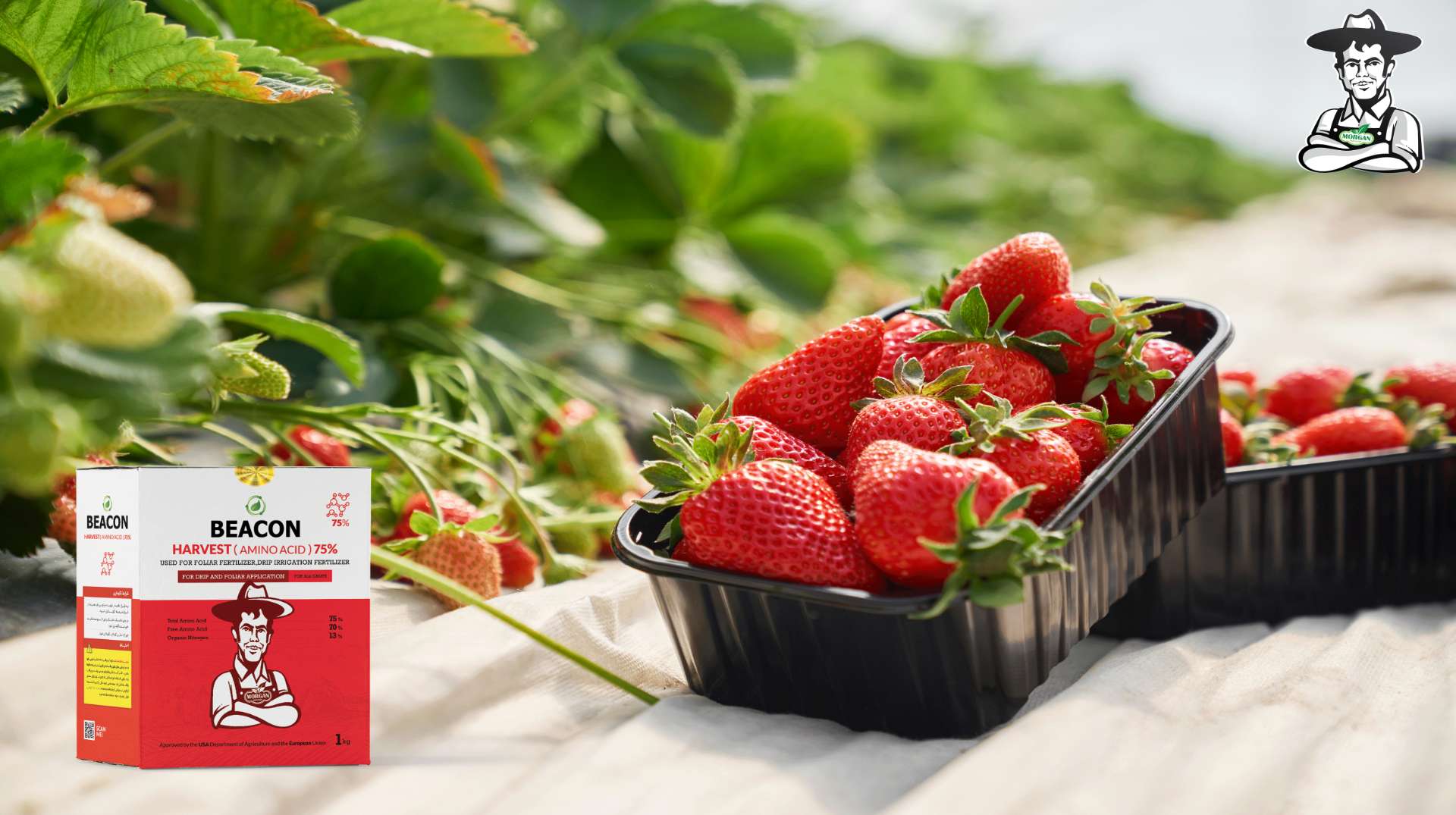 خواص کودهای امینو اسید