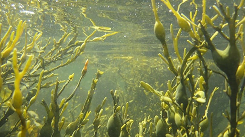 جلبک دریایی آسکوفیلوم نودوزوم بیکن