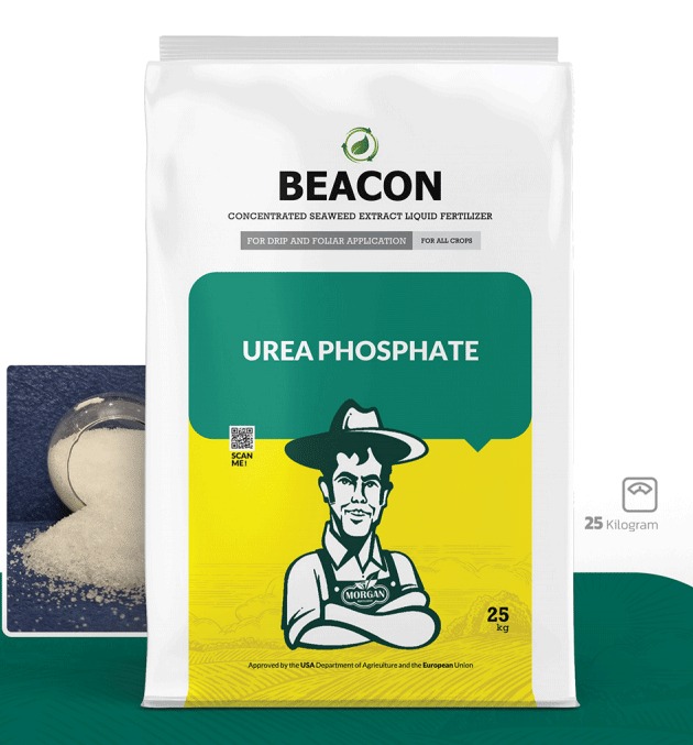 اوره فسفات بیکن